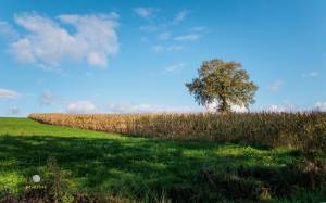 Laurent GALLIANO - PROXILUZ