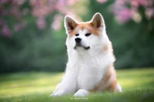 Alena GUIGNABODET - NA MOON PICTURES